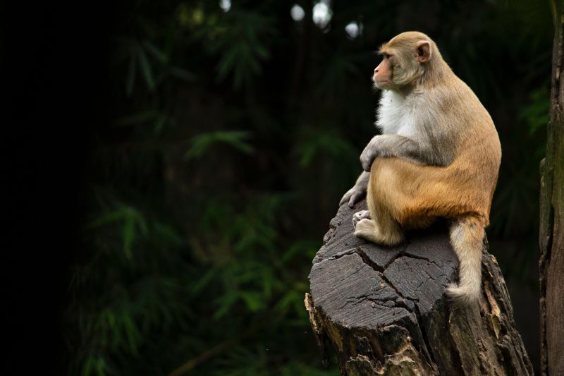 rhesus macaque in jungle; credit Anirudh Chaudhary on Unsplash
