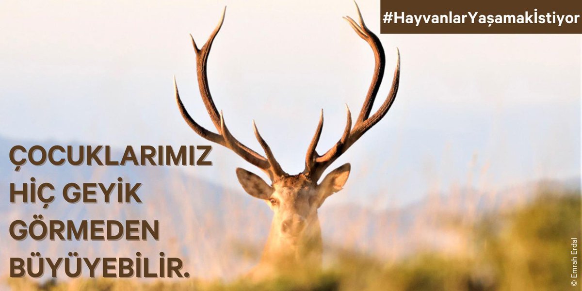 Tarım Orman Bakanlığı 5. Bölge, Eskişehir Şube Müdürlüğü 18 kızıl geyiğin avlanması için geçen Temmuz ihale açmıştı. 6 ayrı bölgede yapılacak 18 geyik vurma ihalesi için 513 bin lira muhammen bedel biçildi. Hukuk bu vicdansız ihaleyi de iptal etti. Bitsin bu CİNAYET ihaleleri!