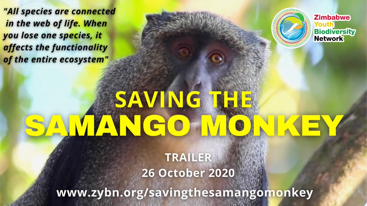 📢Exciting News on the occasion of #WorldAnimalDay
We are happy to announce that the #official #trailer of our documentary Saving The Samango Monkey will premiere here youtu.be/y-cRrqdR9pE on 26th October 2020 at 10:15am (CAT)  We are so stoked we will also be turning 3 then😃