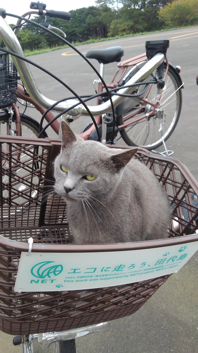 福ねこ Tokyo 公式 Tokyo Fukuneko Twitter 福ねこ Tokyo 公式 Tokyo Fukuneko Twitter