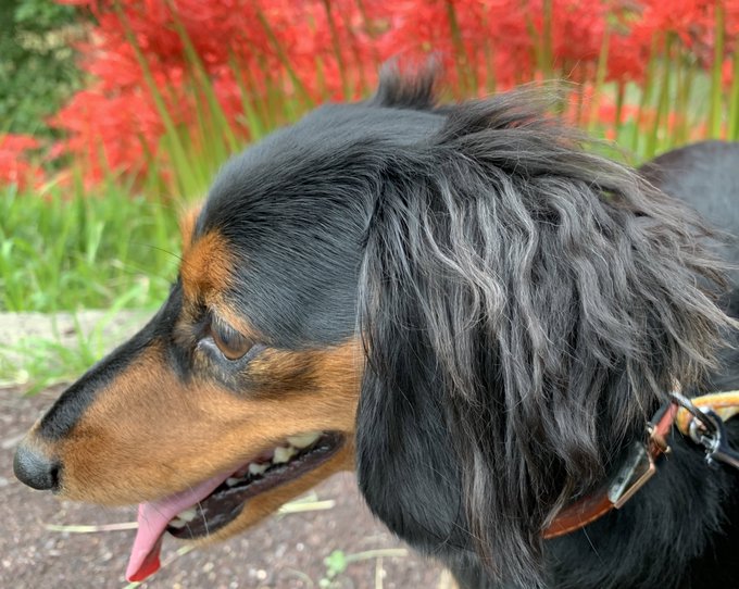 ドッグランのtwitterイラスト検索結果 古い順