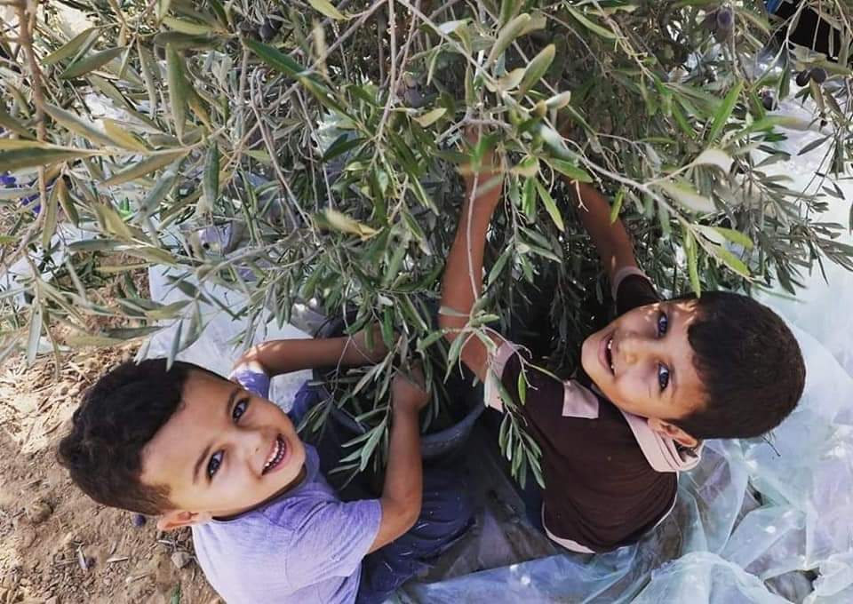 AyaIsleemEn's tweet image. Palestine olives