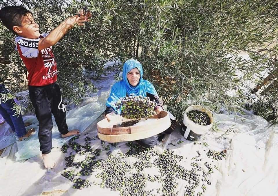 AyaIsleemEn's tweet image. Palestine olives