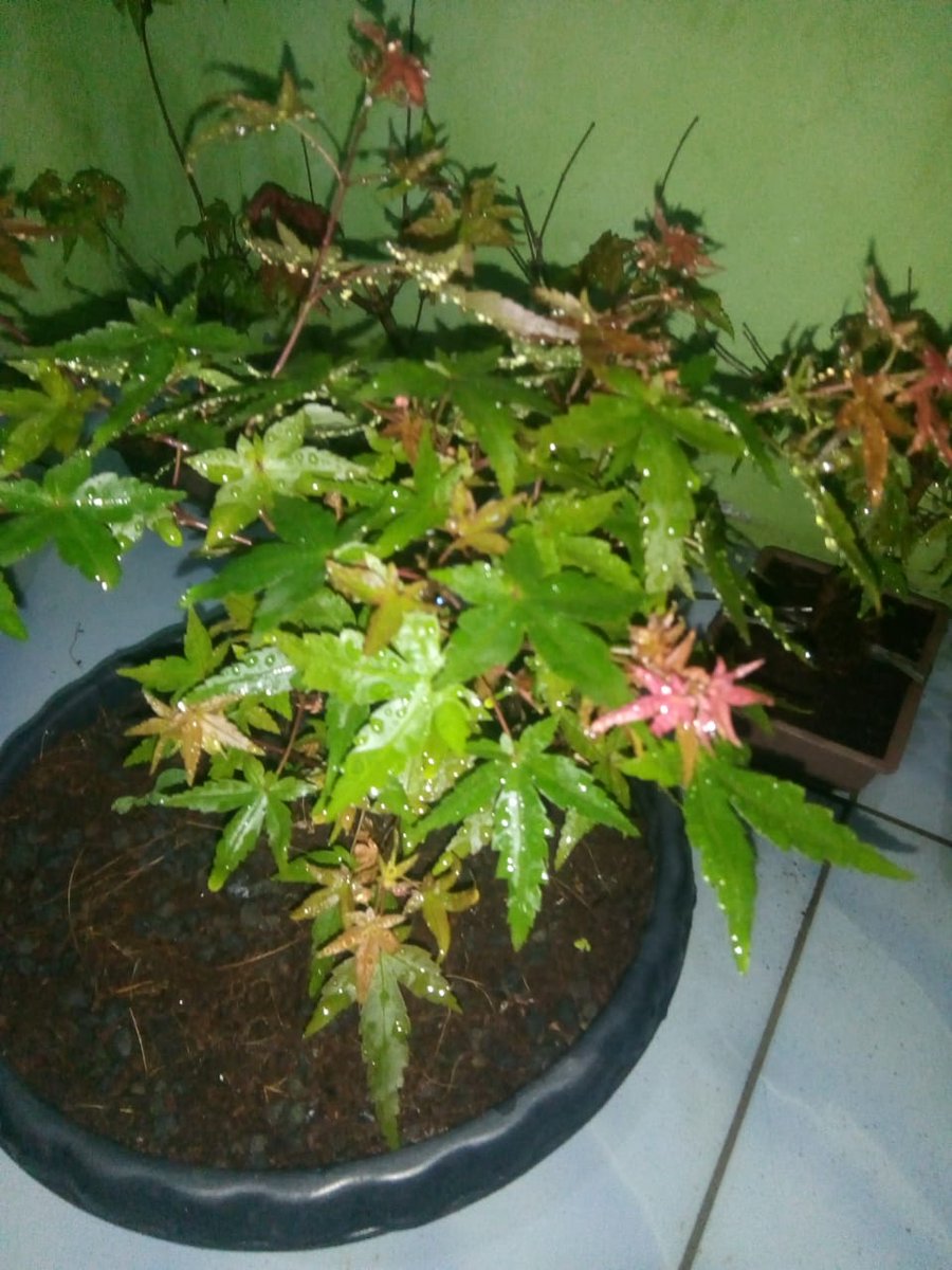 Hayo mumpunvg belum kehabisan, Vocucher Cashback 100rb menantimu...
#redmaple #bonsaimaple
#japaneseredmaple #acerpalmatum
Gunakan Voucher Cashback untuk belanja lebih hemat di toko GERAI TANAMAN HIAS.
tokopedia.com/geraitanamanhi…