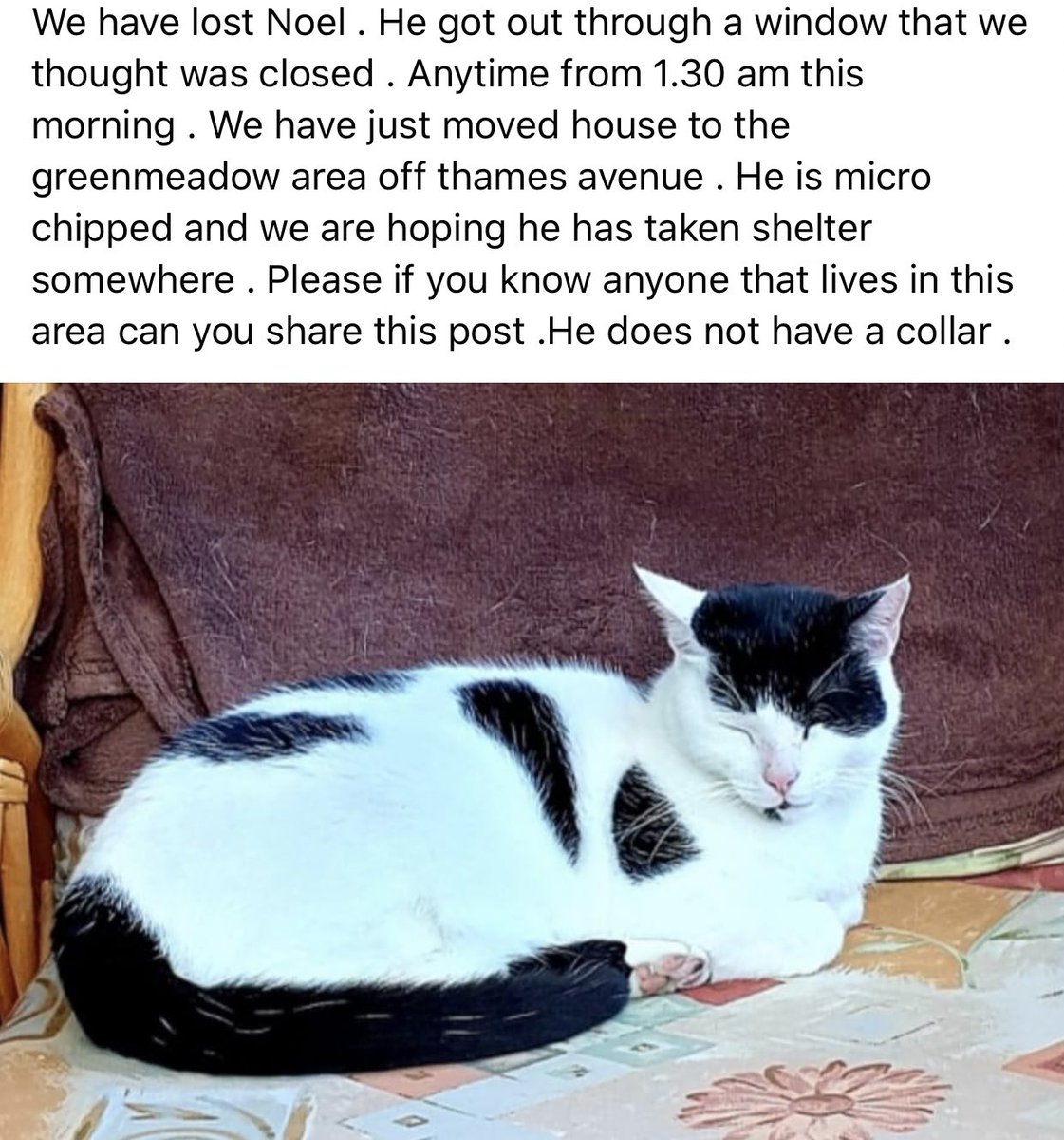 #Swindon people please keep a eye out for my friends #lost #cat #lostcatswindon he’s a very loved cat and needs to be home on his warm bed x <a href="/newstartcats/">New Start Cat Rescue💜🐾</a> <a href="/KatkinzR/">Katkinz Rescue Gloucestershire</a>