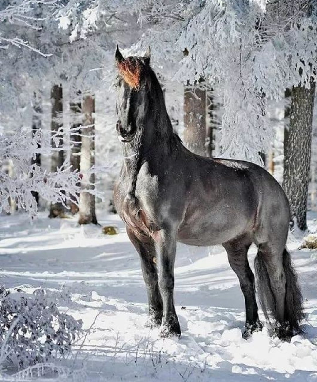 Лошадь в зимнем лесу