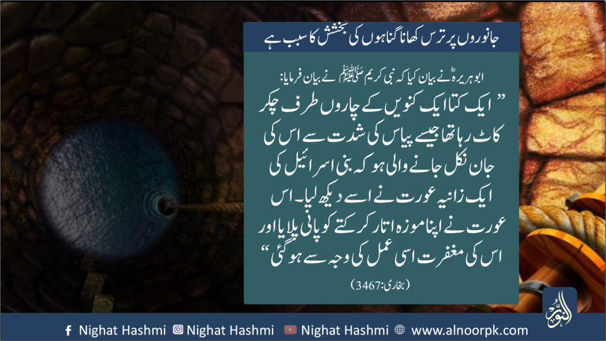 NighatHashmi7's tweet photo. #AnimalsDay #Mercy #Hadees
#hadith #reminder #mercytoanimals #peace #religion #deen # islam #quran #post #islamic #islamicpost #creationofAllah #Allah #RasulAllah #deeneIslam https://t.co/pt1yrNn75Q