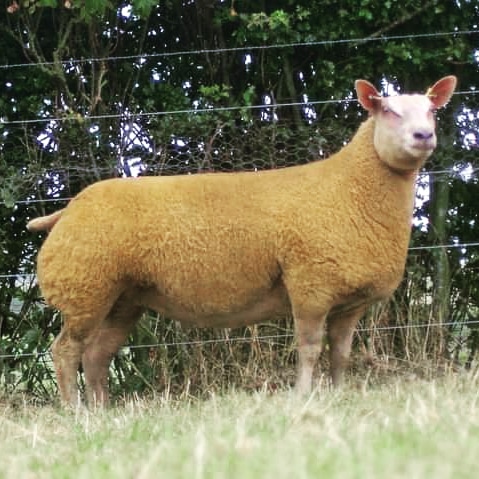 Good last sale of the season, topping the sale with this ewe lamb selling for 3,000gns to J Price,  Oakchurch and averaging out at £1775. We will have a few to go across the water shortly to Ireland. Anyone else that's after anything just give us a shout.