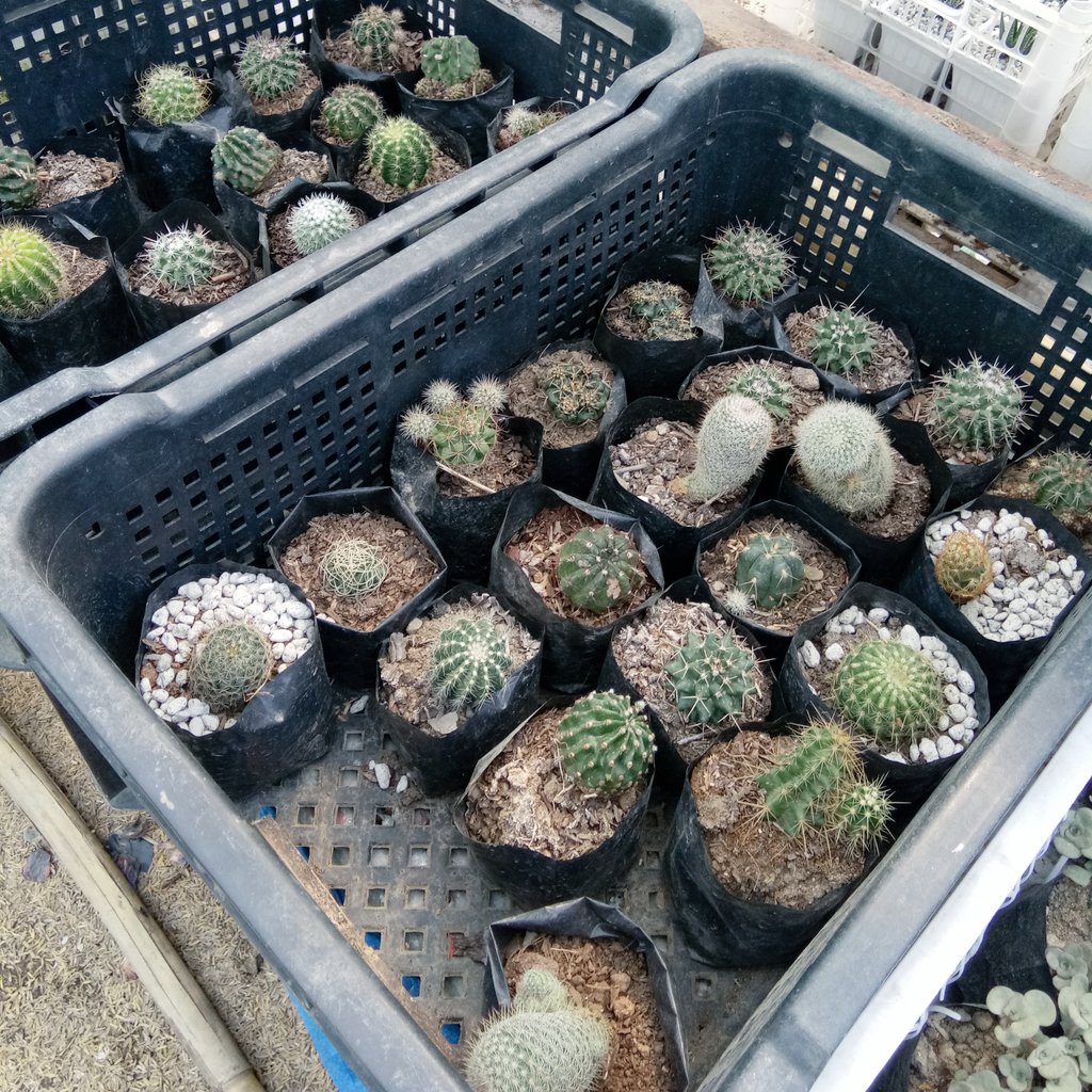 zannyeks's tweet photo. I love weekends ๐ #plantita #halamom https://t.co/8PpaEiTNDA