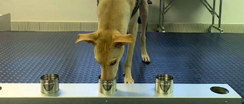 LiveKrowd's tweet photo. Covid dogs sniff out virus in Helsinki | IQ Magazine https://t.co/qtd0NAZBcN
#covid19 #dogs https://t.co/TeFoq1jkcz