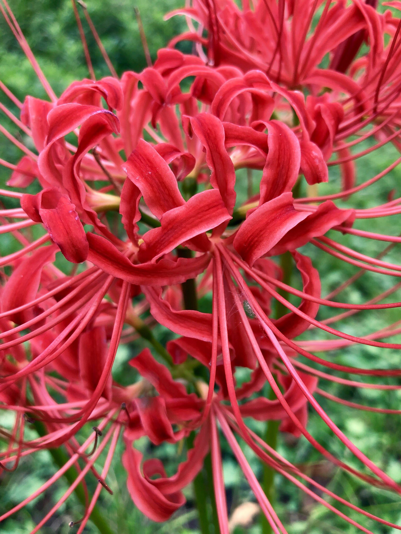 Wrath Of Gnon on Twitter "The red spider lily (Lycoris radiata) is now
