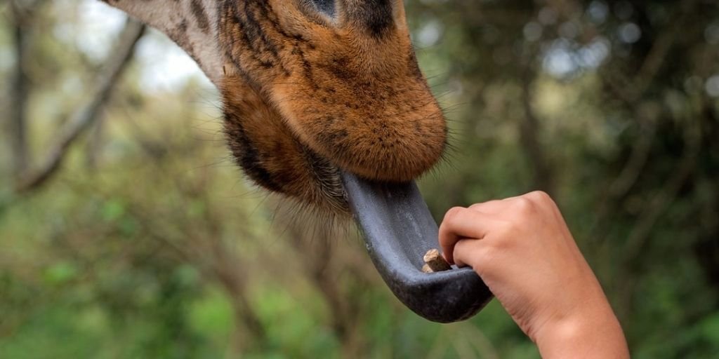 THEY HAVE BLACK TONGUE?! WTH?!