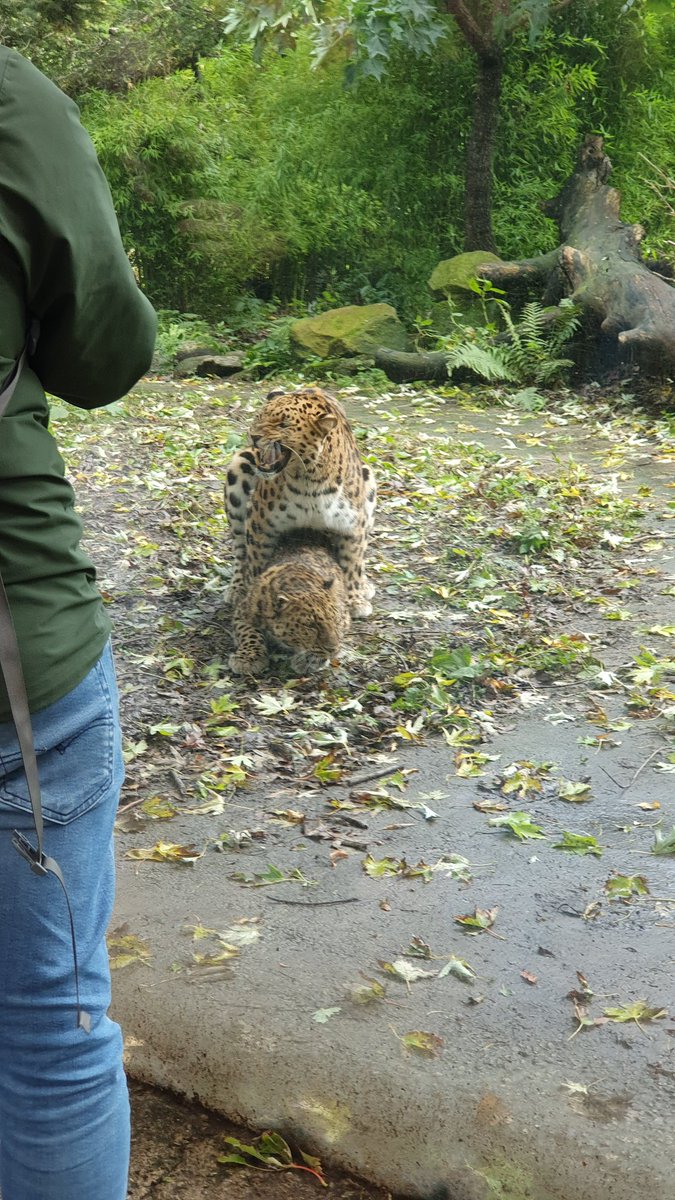 Guus Bok tweet media