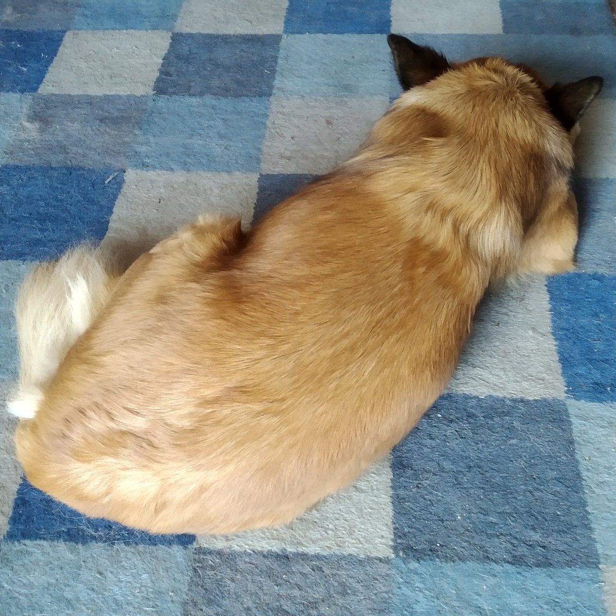 RamonArxer's tweet photo. Participem a la #VagadAnimals  convocada per algunes associacions (avui 4 d'octubre) #DiaMundialDelsAnimals , per denunciar que gossos i gats són abandonats i acaben en protectores
#HuelgaDeAnimales
#DíaMundialDeLosAnimales 
#AnimalStrike 
#WorlAnimalDay 
@Fund_Affinity https://t.co/ymZDfLOR6h