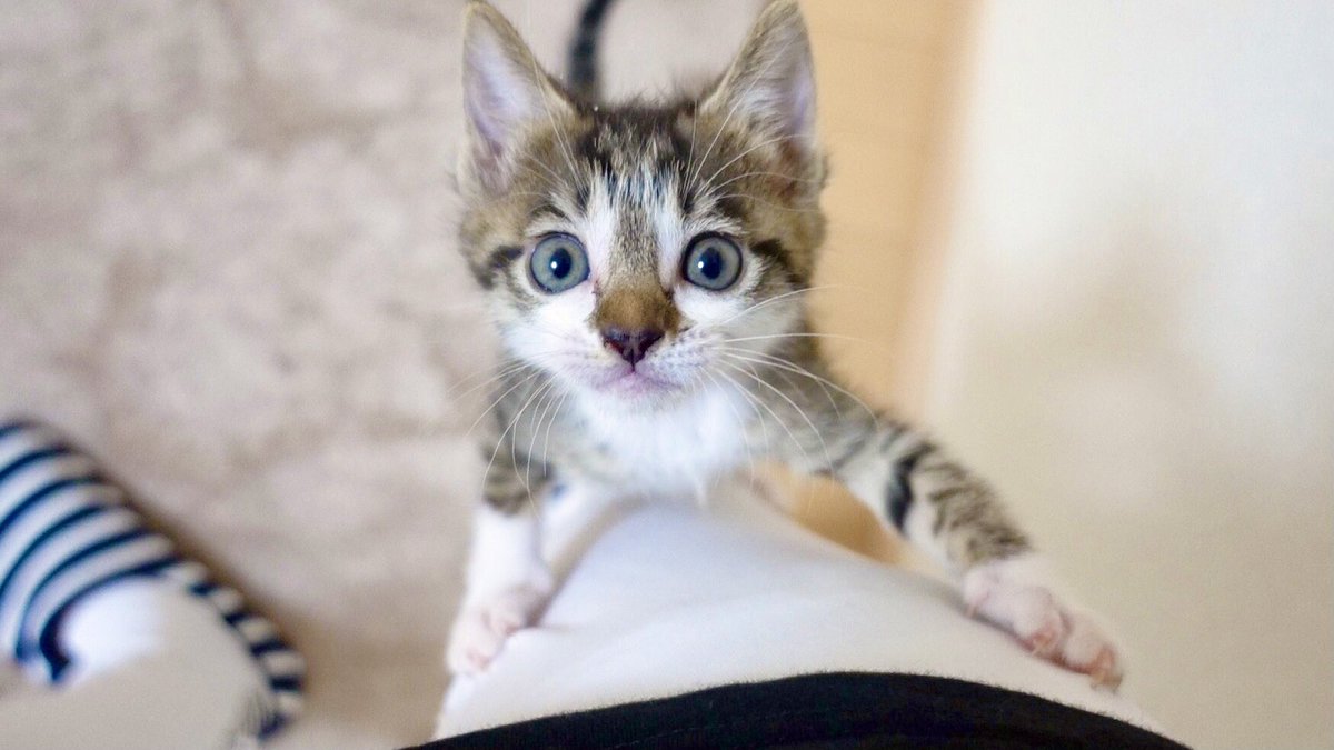 こたちゃ ねおの保護猫 Kotachahime Twitter