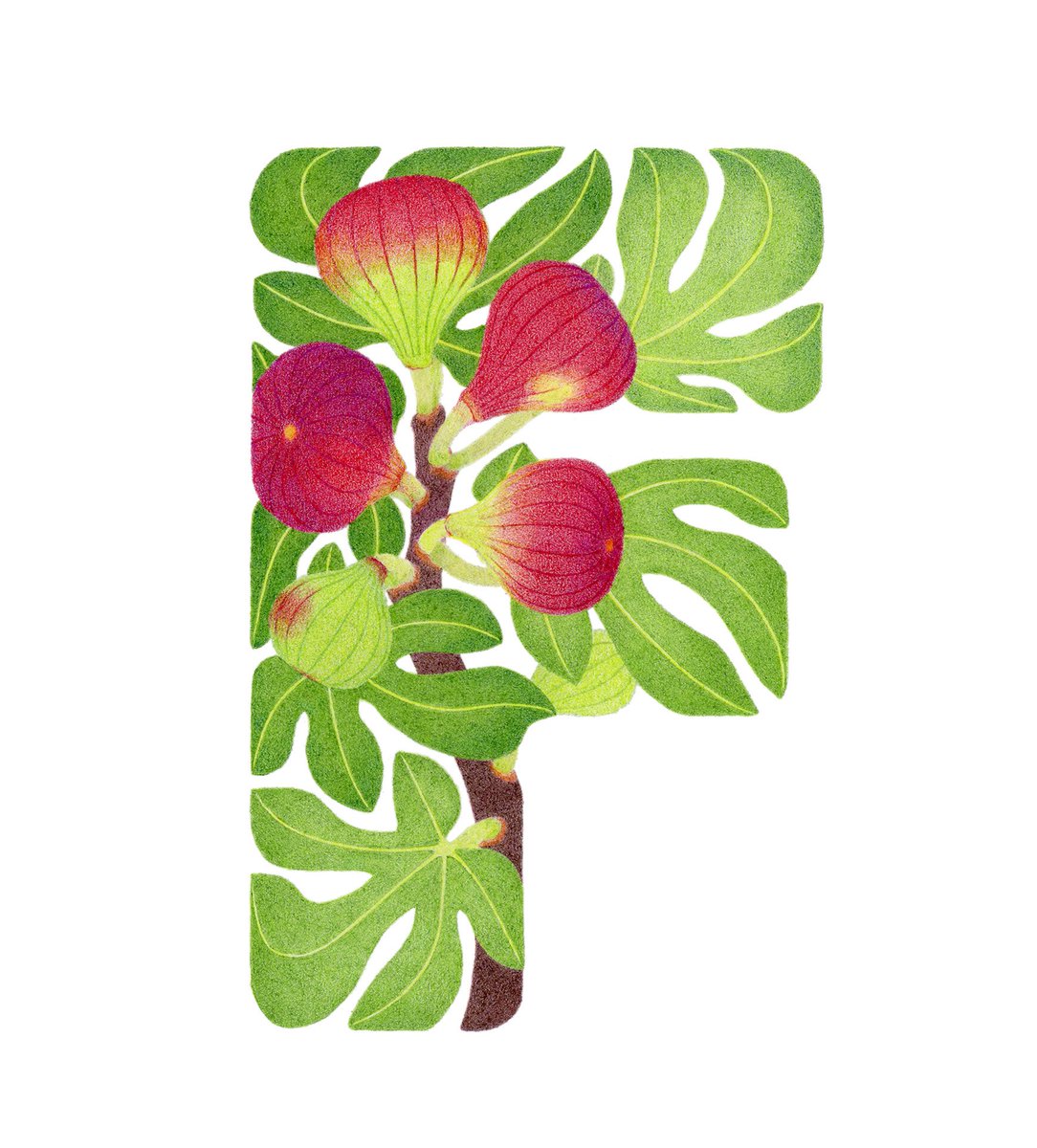 「F -Figs
(イチジク)
#plant_alphabet 」|せいのちさとのイラスト