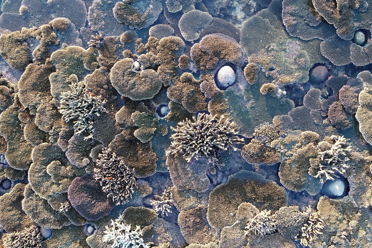 Coral competition #NorthKimberley
📸 by <a href="/WildlifeMarine/">Will Robbins</a> <a href="/Science_DBCA/">Biodiversity and Conservation Science</a>