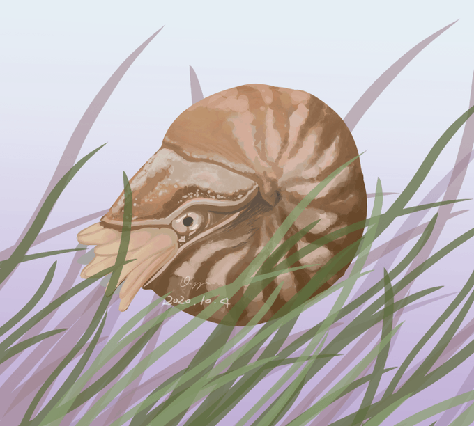 オウムガイのtwitterイラスト検索結果 古い順 オウムガイのtwitterイラスト検索結果 古い順