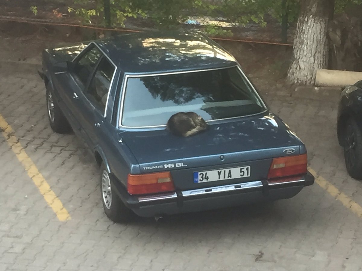 Aracımı beğenmiş yatmış ne var yani bunda 😘

#4EkimHayvanlarıKorumaGunu