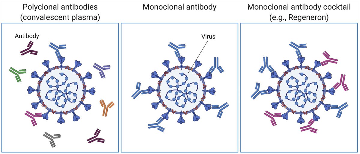 Sometime on Friday (<-presumably) he received a monoclonal antibody cocktail (2 different antibodies to override the potential of a virus escape variant) Diagram from  @VirusesImmunity 3/