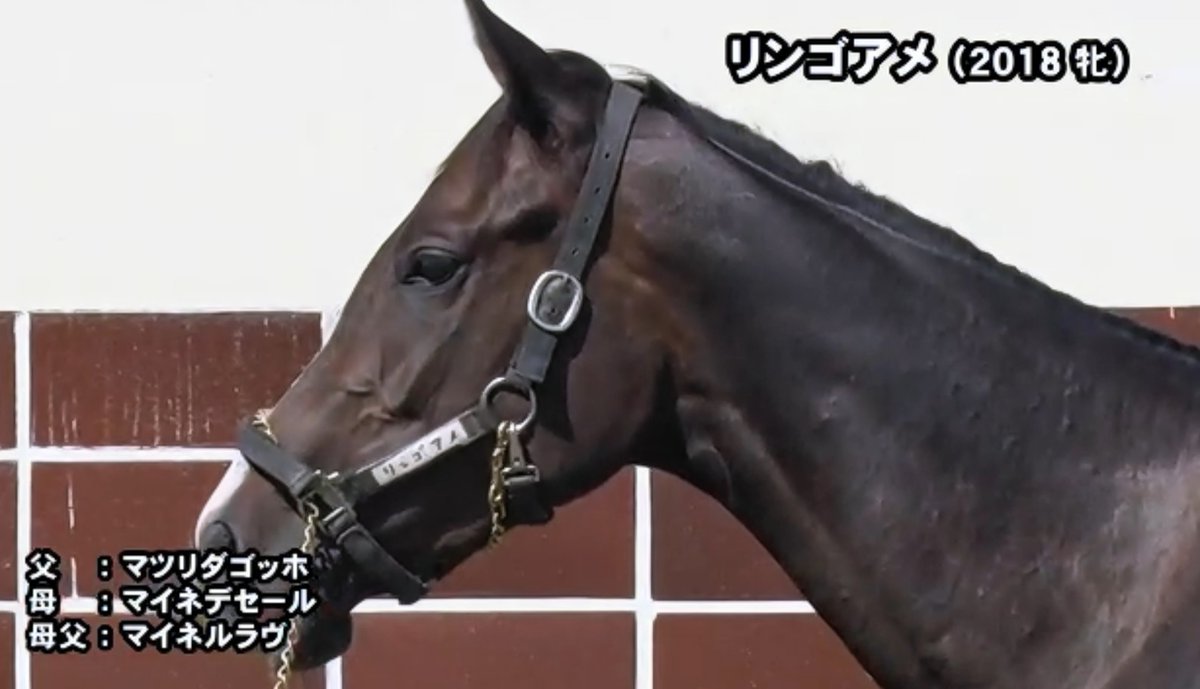 Et Coquine 馬産地通信 活躍馬のふるさと リンゴアメ ビッグレッドの繁殖主任の菊池さんと鉾田トレセンの方お二人が 共に リンゴアメ で馬 名を応募されたそうです マツリダゴッホ 祭 とマイネデセール デザート から かわいい馬名が生まれたのですね