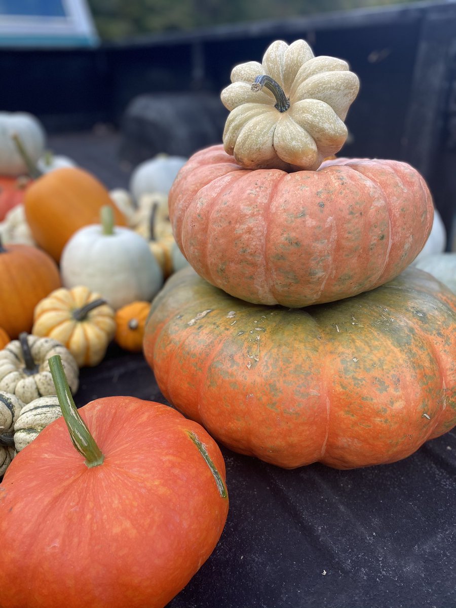 U-pick hemp open today 1-4 at turtle creek farms 2060 ridge circle joelton