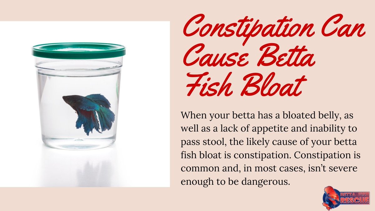 Swimbladderdisease Twitter Search Twitter