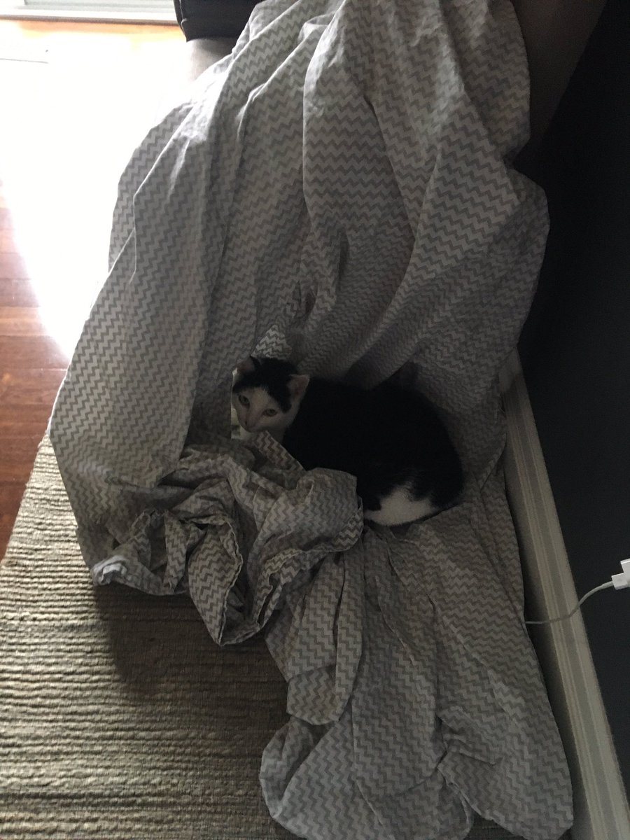 jeffylong's tweet photo. Delay in getting fresh sheets on the bed. Right as I was making the bed. #Binkey https://t.co/HuEEtFLWFq