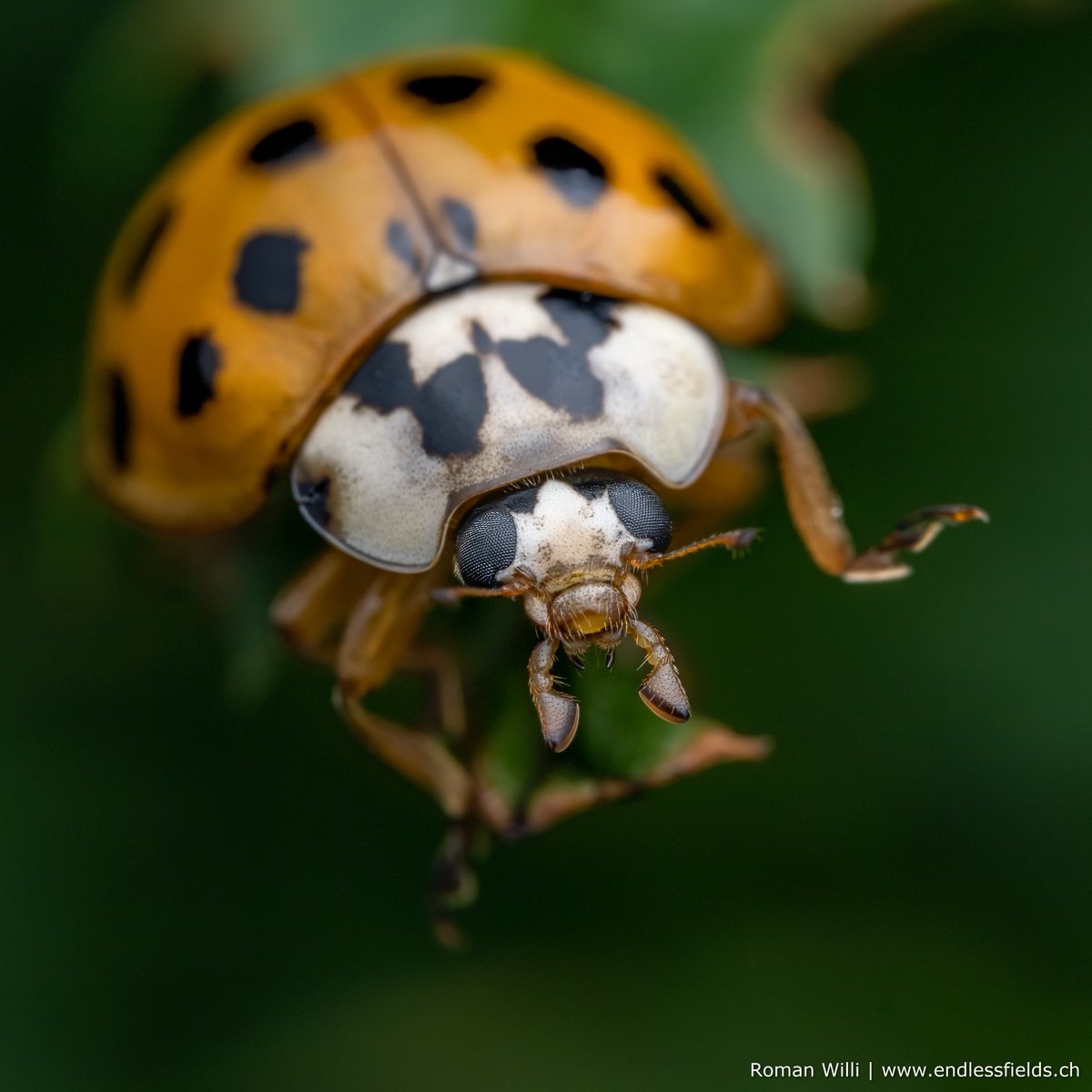 romanwilliphoto's tweet photo. Harmonia axyridis / Ladybug
#ladybug #coleoptera #entomology #wildlife #wildlifephotography #macro #macrophotography #nature #insect #graphosoma #harmoniaaxyridis #sonyalpha
@WWF_Schweiz @pronaturach @naturschutz_ch @BBCEarth @WildlifeMag @laowa_lens https://t.co/RXOQBscnck
