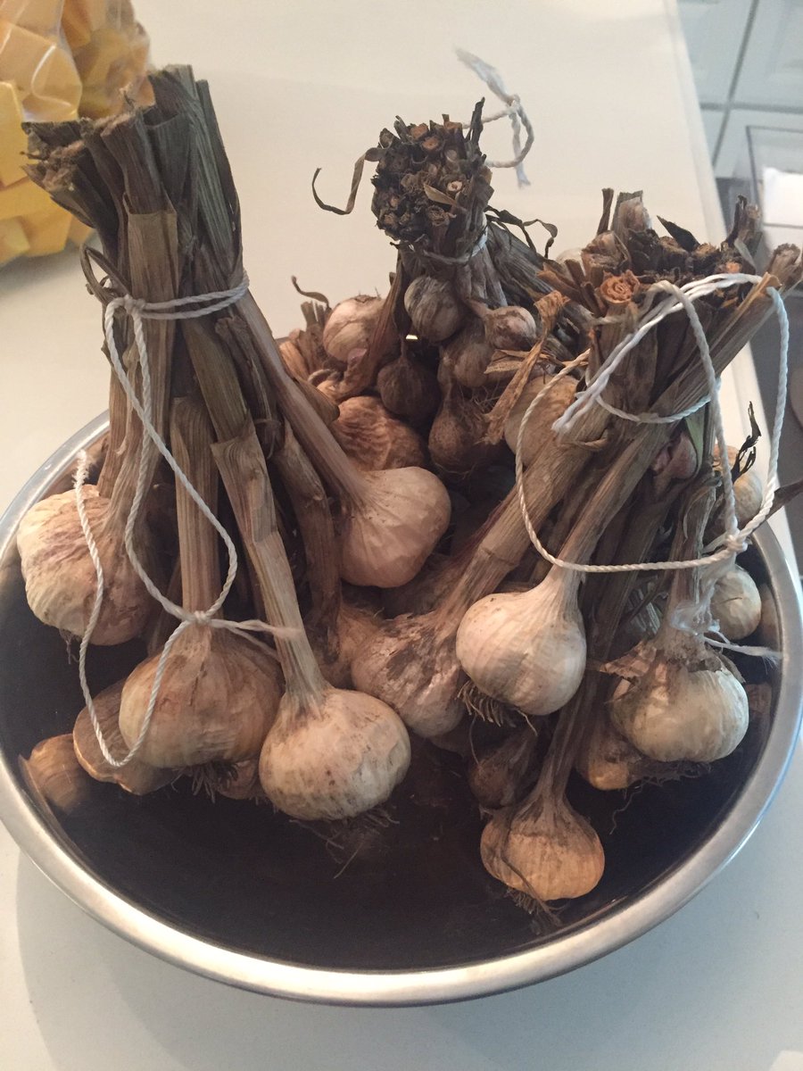 FoodThatBeets's tweet photo. Spent the weekend organizing our garlic from this year’s harvest and prepping for garlic planting this fall! 🥰

#garlic #foodhistory #garliclovers #garlicharvest #foodlover #kleinburg #toronto #woodbridge #caledon #bolton #vaughan #healthyfood #healthylifestyle #healthyliving https://t.co/eSoBKY6hCs