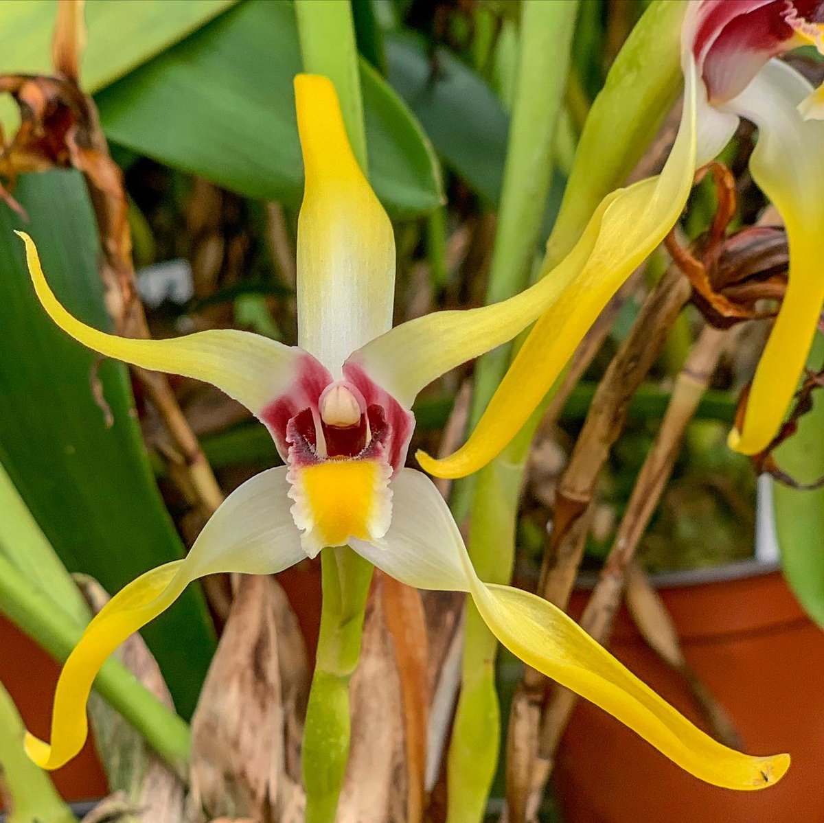 GroRaOrchideen's tweet photo. Maxillaria callichroma 🌼💛
.
.
.
.
#grossraeschenerorchideen #orchideen #orchids #maxillaria #orchideenliebe #orchidlove https://t.co/750igKOePb