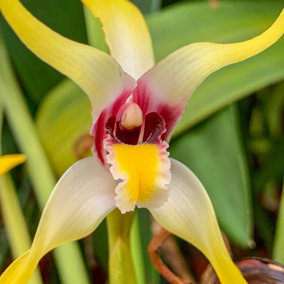 GroRaOrchideen's tweet photo. Maxillaria callichroma 🌼💛
.
.
.
.
#grossraeschenerorchideen #orchideen #orchids #maxillaria #orchideenliebe #orchidlove https://t.co/750igKOePb