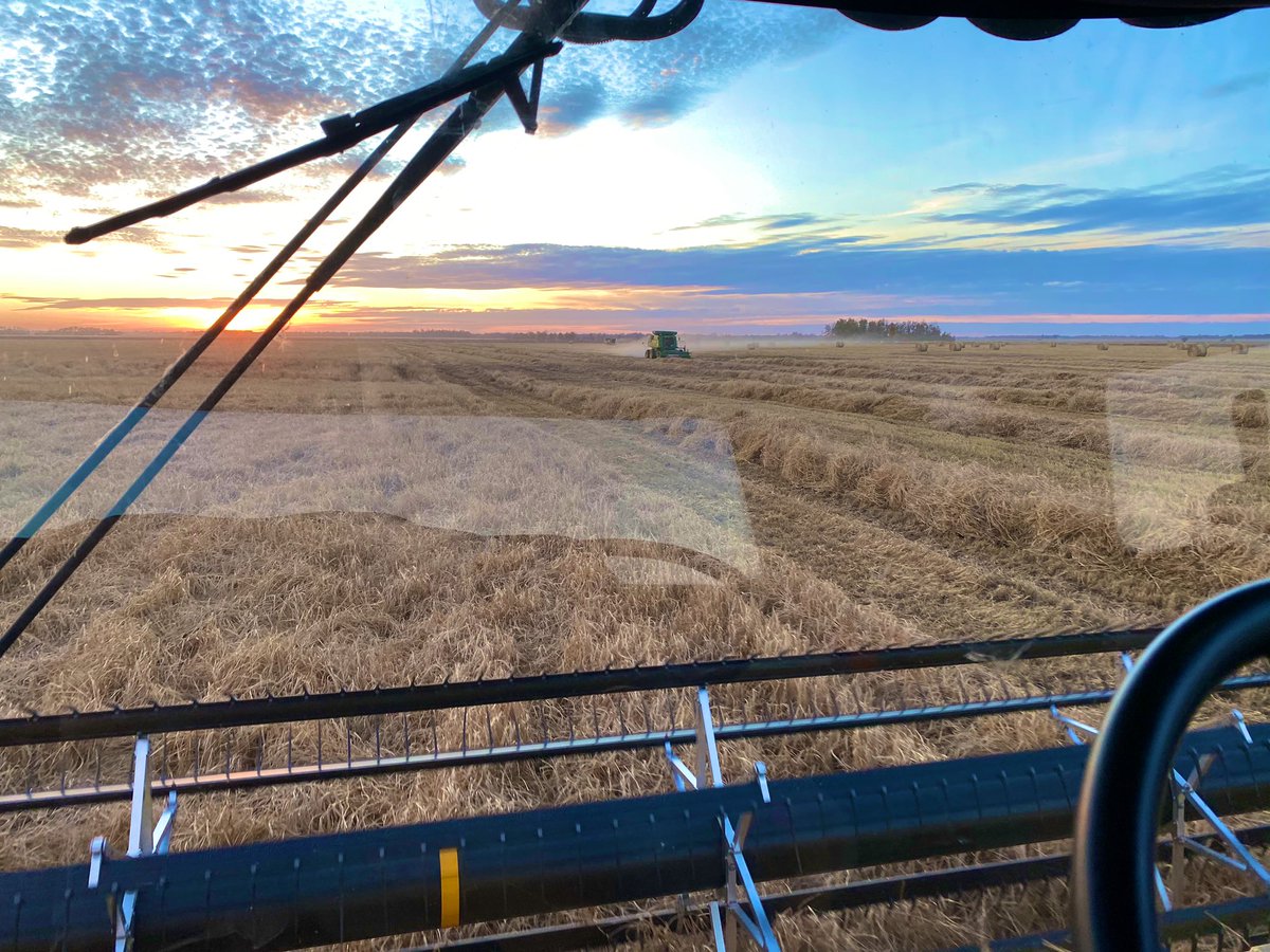 ScradleyHurst's tweet photo. First time barley EVER stood up on this peat. 200bushel straw 90bushel Barley. #results #thrashanddash #manipulator https://t.co/CRC5FoBsQp