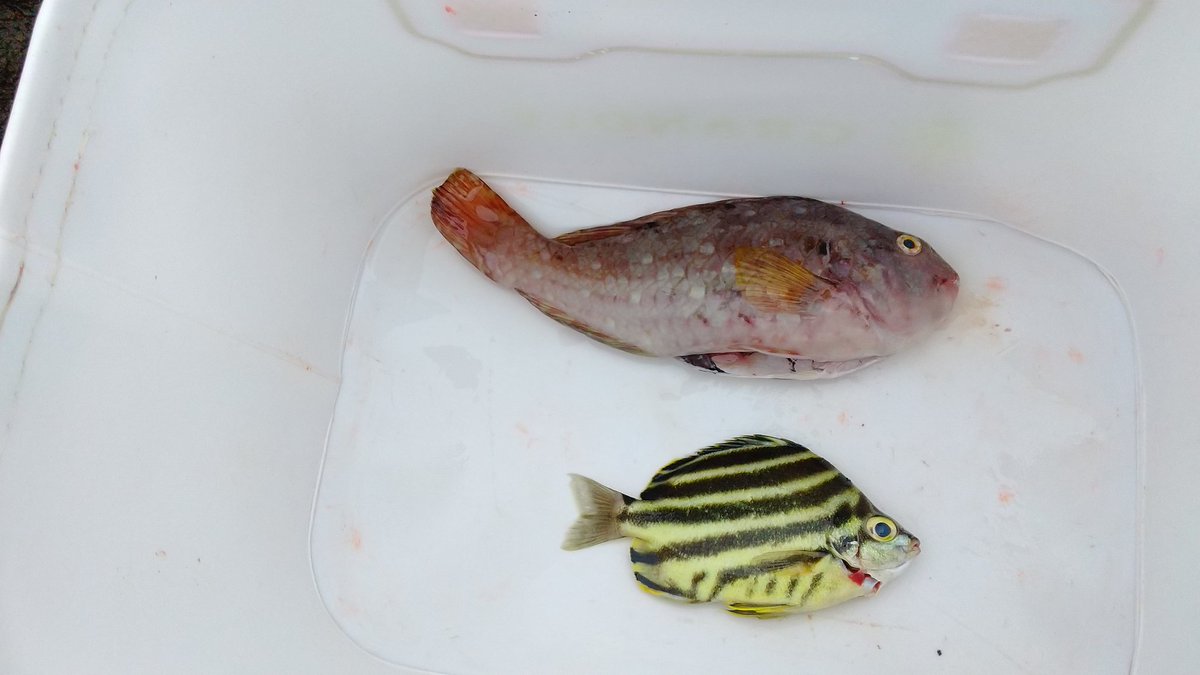 燻製にされた気分にはなるけど、木酢液良いかも⁉️
一度スズメバチは来たけどすぐに何処かに飛んでった❗️

今日の釣果はカゴカキダイとブダイとボラ。
後アイゴが元気でした。
意外とボラが上手くてビックリでした。