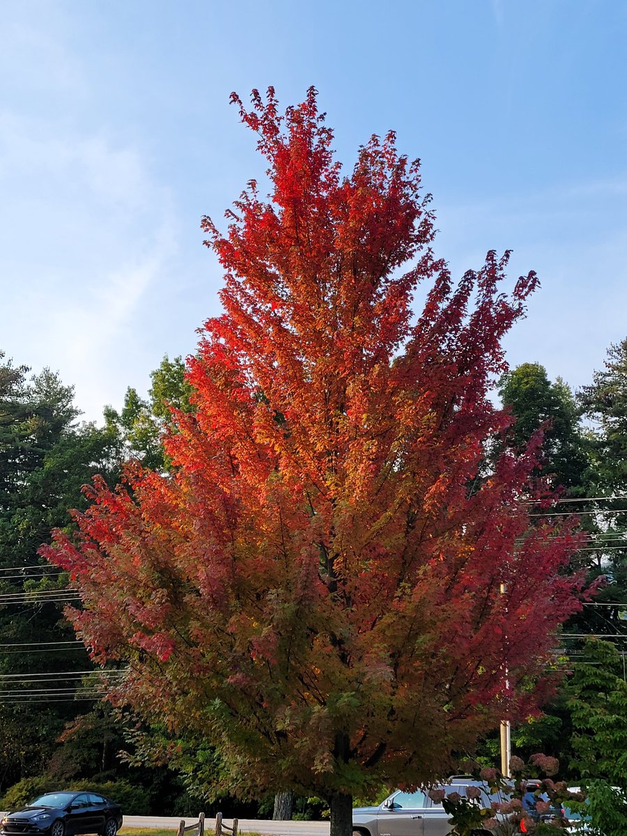 Getting ready for one of the most beautiful times of the year here at #DiamondResorts #FairwayForest 
#WhyAreYouNotHere