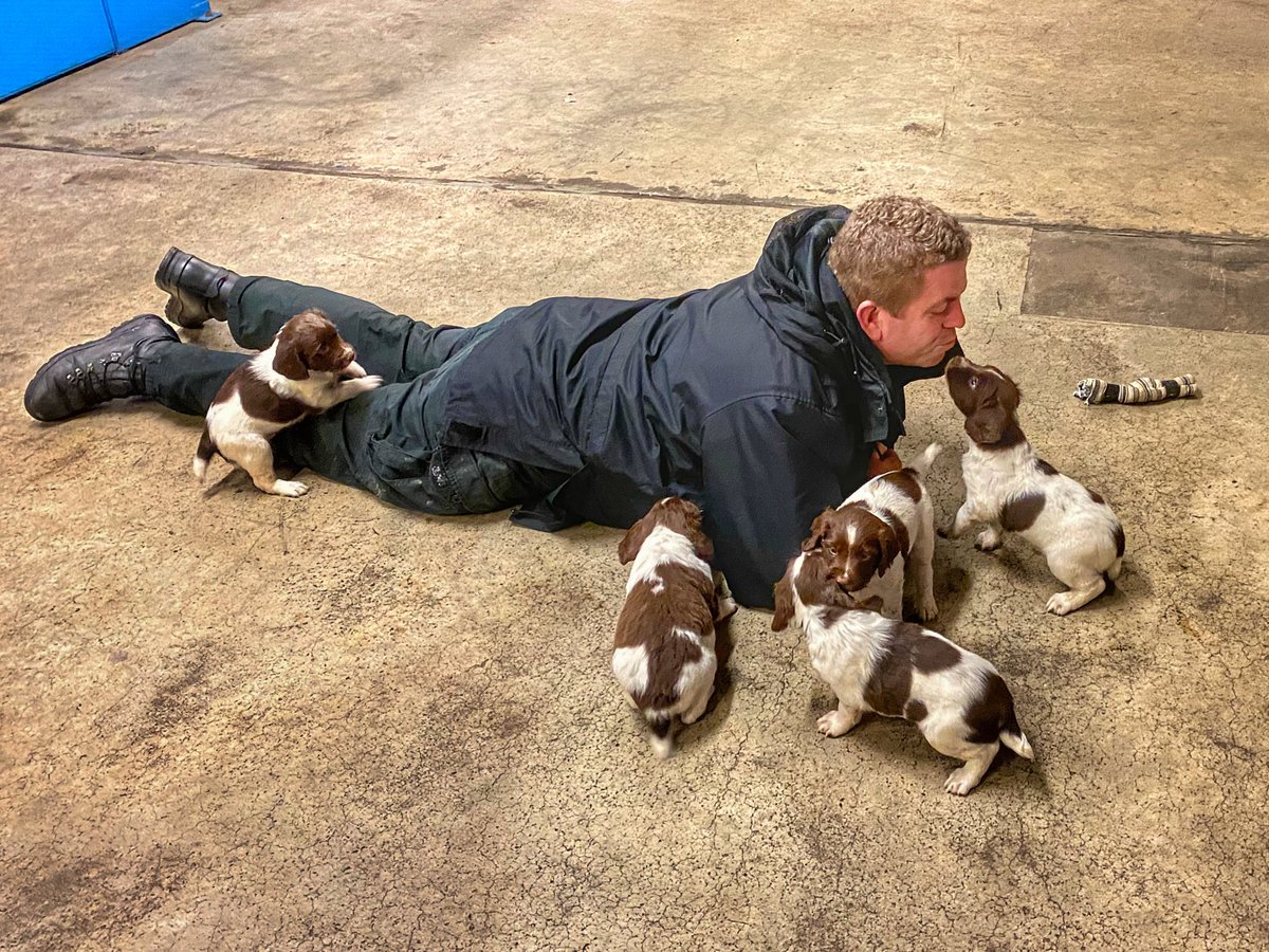 Testing puppies today. 
5 week old Springer Spaniels and already such bold little dogs. 
#ESS #SearchDogs