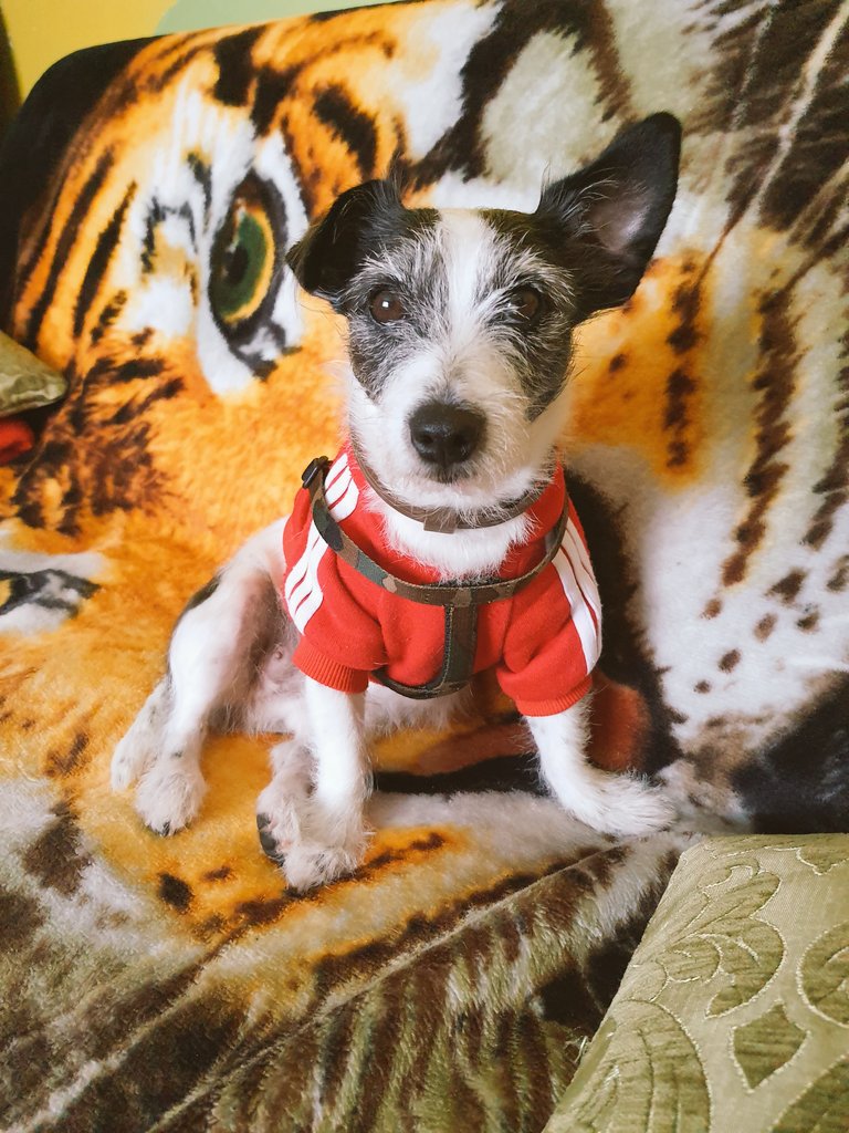 JoAnna46965078's tweet photo. #HappySunday
#feelingblessed
#readyforanything
#readyforwalk
#photoshoot
#photography
#StaySafeStayHealthy
#staypositive
#2020future
#dontgiveup https://t.co/r3cVvZI5n3