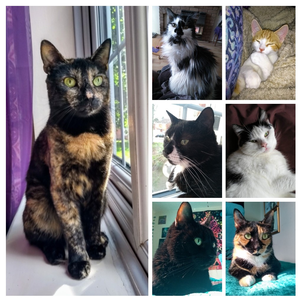 @hayley_Core_V These are my precious babies, all rescues, all indoor cats, safe and happy. Valerie and Luna in the middle sadly passed away and I miss them very much #RescuedIsMyFavouriteBreed  #AdoptDontShop #Cats #CatsOfTwitter ❤️🐱❤️🐾