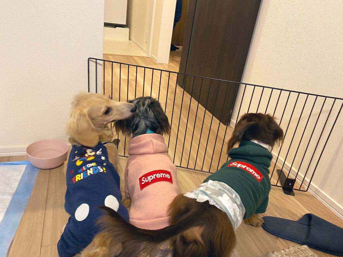 ____ulu____'s tweet photo. 1枚目、小屋に慣れてほしくて最近はずっと小屋生活して��す🐶
2枚目、朝から小屋にいれられて、拗ねてます🐶
3枚目、お友達が遊びにきました〜🐶
#ミニチュアダックスフンド　#ダックスフンド　#犬のいる暮らし　#愛犬　#犬好きさんと繋がりたい　#うるくん成長日記 https://t.co/7EQp3KWYSY