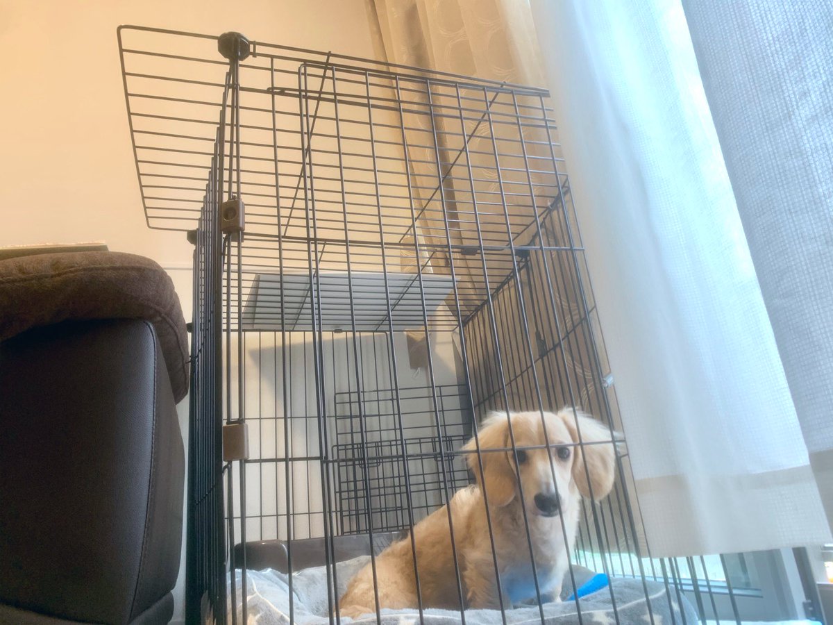 ____ulu____'s tweet photo. 1枚目、小屋に慣れてほしくて最近はずっと小屋生活して��す🐶
2枚目、朝から小屋にいれられて、拗ねてます🐶
3枚目、お友達が遊びにきました〜🐶
#ミニチュアダックスフンド　#ダックスフンド　#犬のいる暮らし　#愛犬　#犬好きさんと繋がりたい　#うるくん成長日記 https://t.co/7EQp3KWYSY
