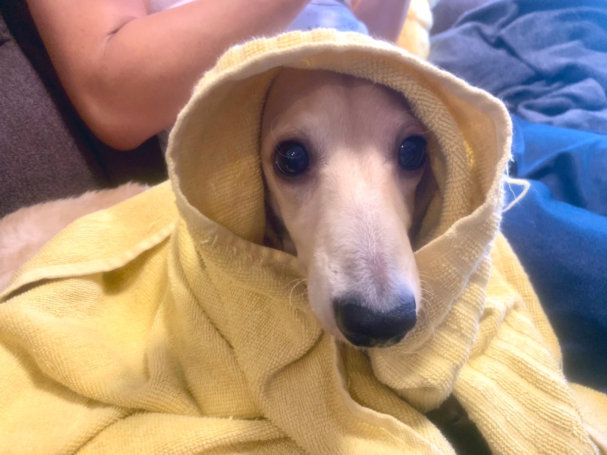 ____ulu____'s tweet photo. 1枚目、小屋に慣れてほしくて最近はずっと小屋生活して��す🐶
2枚目、朝から小屋にいれられて、拗ねてます🐶
3枚目、お友達が遊びにきました〜🐶
#ミニチュアダックスフンド　#ダックスフンド　#犬のいる暮らし　#愛犬　#犬好きさんと繋がりたい　#うるくん成長日記 https://t.co/7EQp3KWYSY