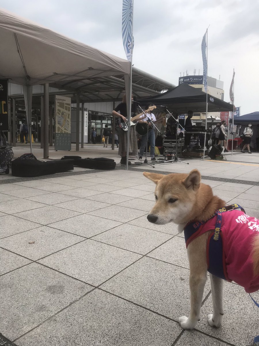 MOMOCO56813535's tweet photo. 昨日はおねいちゃん達のライブに行ったよ #猫にosushi🍣 #ねこすし
#meimi #ゆうなんちゃん #夢丸
#酔っ払いに連れ去られそうになる
#柴犬 https://t.co/2yErBSfgy9