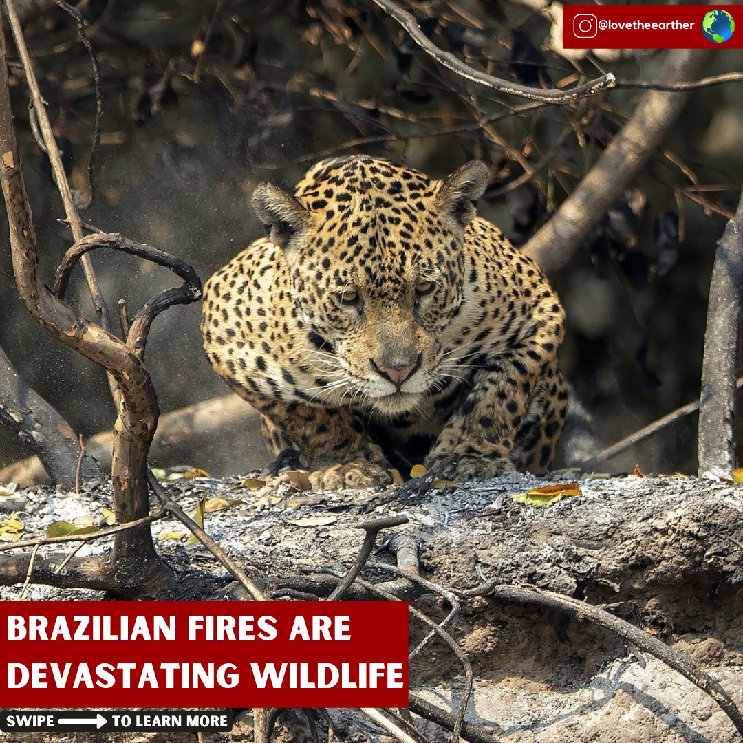 lovetheearther's tweet photo. #SaveThePantanal - part 2

#pantanal #Brazil #fires #firesinbrazil #wetland #wetlandfires #jaguar #jaguars #jaguarprotection #animalprotection #conservation #wildlifeconservation #savewildlife #savebrazil #prayforpantanal #bigcats #bigcat 

https://t.co/rYmE2ePwcI https://t.co/3JmFGSk7GV