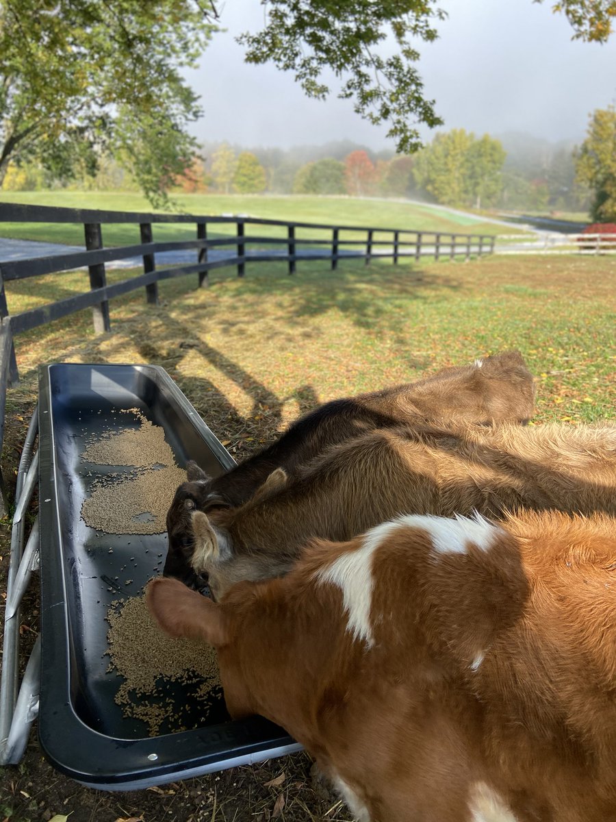 janemswift's tweet photo. Today’s dose of #newenglandfarm #fall #sanity #newcalffeeder https://t.co/Dp4x88g6HY