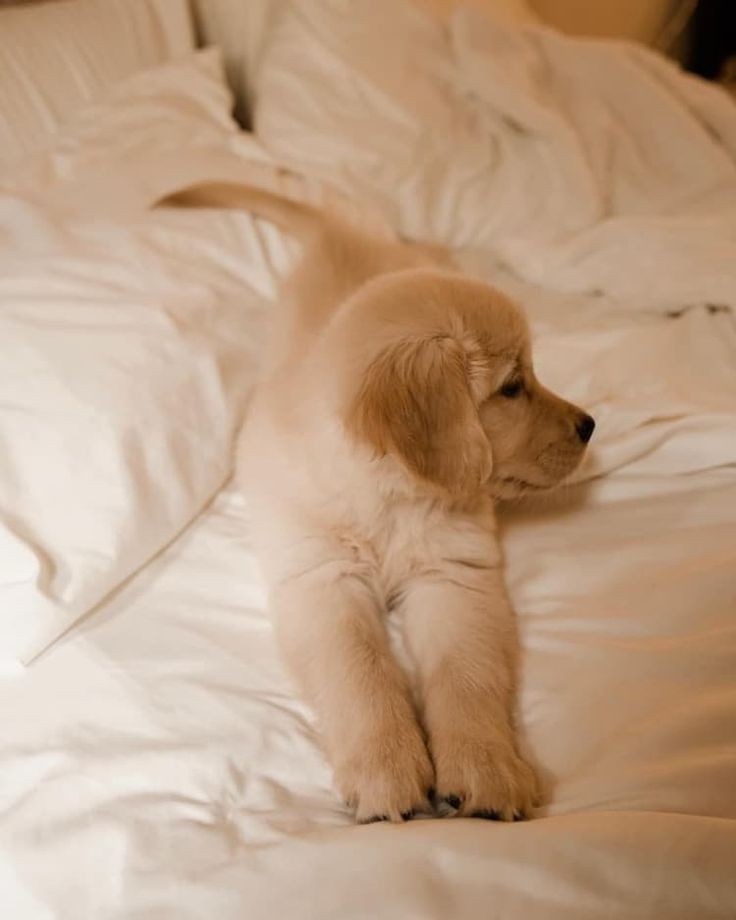 I don't like to take pictures all the time 😐😐

Friends 💖💖 follow ,share &amp; tag someone also stay with us for more <a href="/dogserves/">Dog Serves</a>

:
:
:
#dog #doggy #doglovers #cutedog
#dogsoftwitter #puppy #puppylove 
#Puppies #DogLife #puppylife