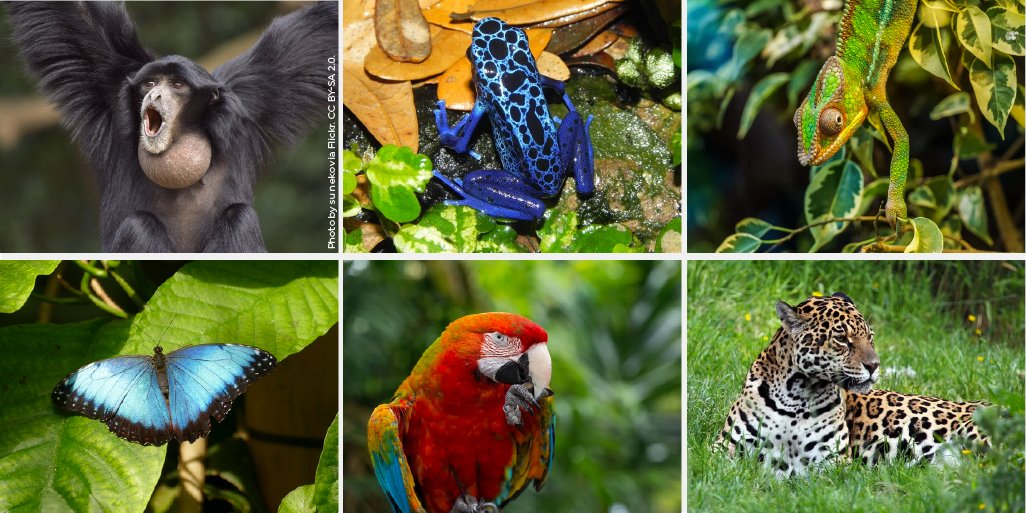 Rainforest Trust on Twitter: "Happy #WorldAnimalDay! 🐯🐍🐘🐦🐒 Rainforests