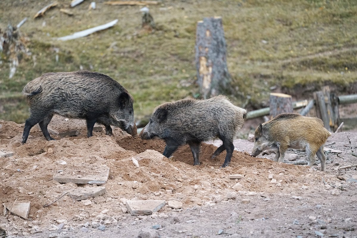 Neuer Podcast zur #AfrikanischenSchweinepest: jagdtalk.de/die-afrikanisc… Wie können Jägerinnen und Jäger Symptome der Afrikanischen Schweinepest am lebenden Stück und beim Aufbrechen erkennen? Kann sich Schwarzwild an Suhlen anstecken und wie viele Sauen werden die ASP überleben?