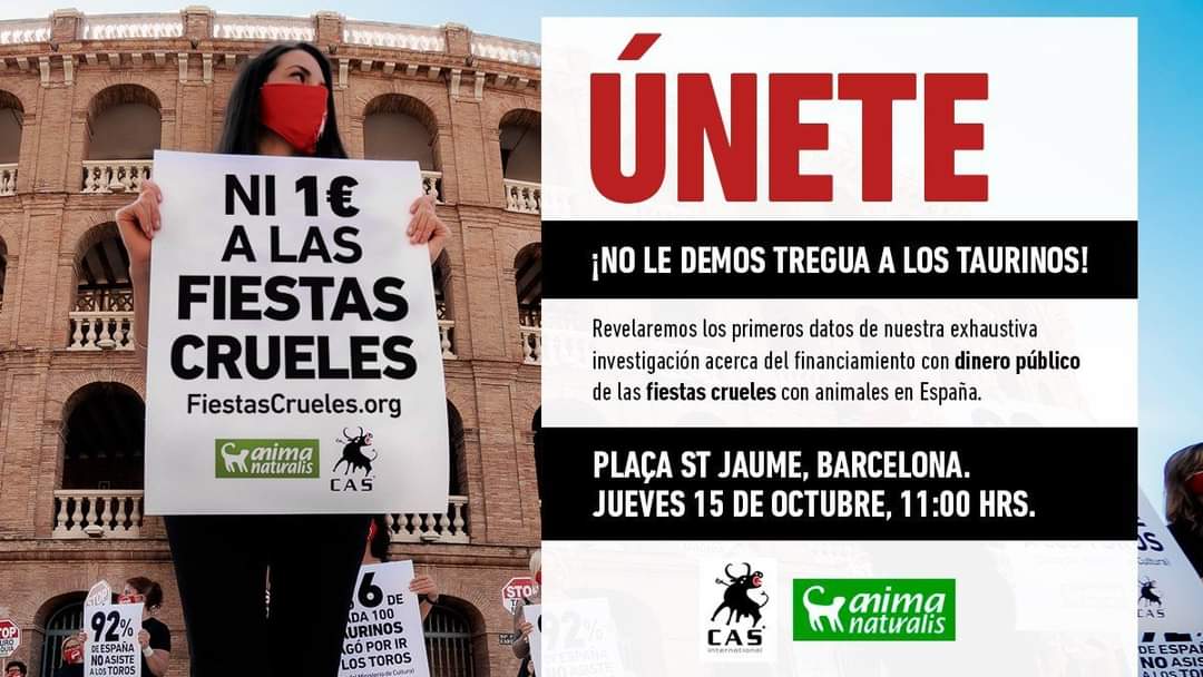 AnimaNaturalis's tweet photo. ¿Vives en Barcelona? ¡Te necesitamos!

Revelaremos los primeros datos de una exhaustiva investigación acerca del financiamiento público de las fiestas crueles en España.

📆 Jueves 15 de octubre
⏰ 11:00h.
📍Plaça Sant Jaume, Barcelona

Inscríbete y RT: https://t.co/yAck94u0rb https://t.co/OeYWc95csS