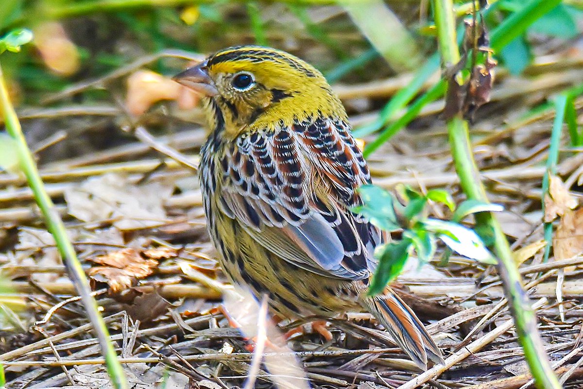 The Henslow sparrow at Central Park yesterday. Such a handsome bird, love its colors and wing patterns. A very rare visitor to the park, glad I had the chance to see this bird. Lifer! Thanks for the alert <a href="/BirdCentralPark/">Manhattan Bird Alert</a> #birdcp #birdphotography #henslowsparrow