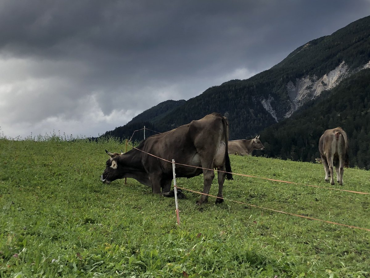 Thomas Kollegger tweet media